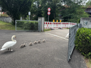 Schwanenrettung 2026 WS 3821