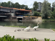 Schwanenrettung 2026 WS 3823